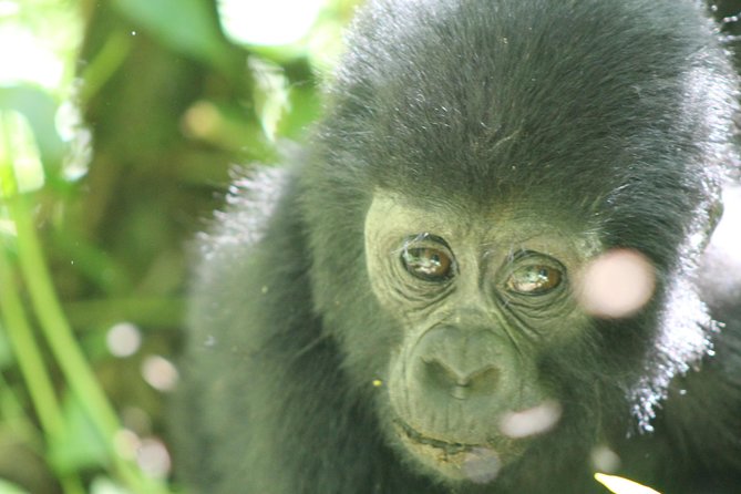 15-DAY Gorilla and Chimps Trekking, Big 5 and Nature Sighting Safari