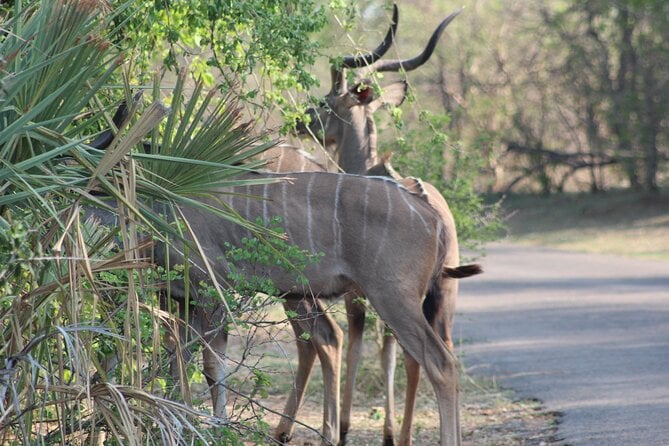 2-Day Camping Safari in Chobe National Park From Victoria Falls