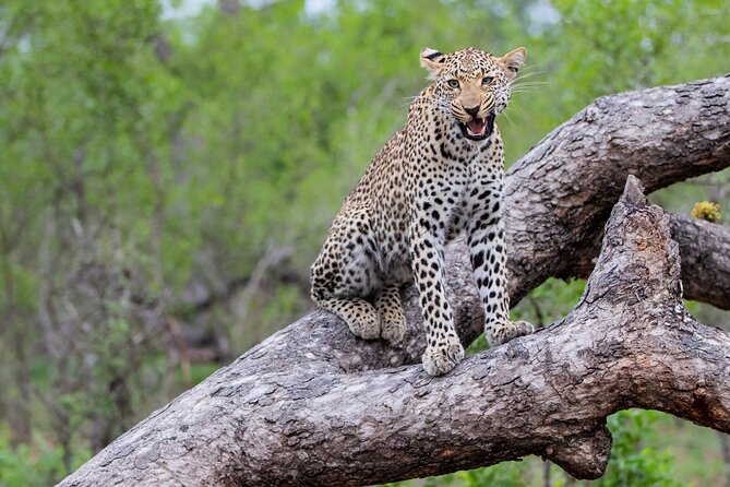 2-Day Kruger National Park Safari From Johannesburg