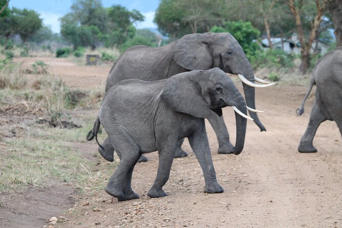 2-Day Private Mikumi National Park Tour With Pickup