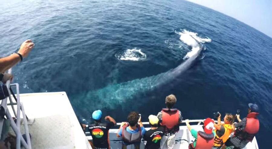 2-Day Whale Watching & Southern Sri Lanka Tour - Tour Overview and Pricing
