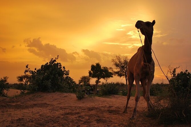 11 Best 2 Day Tours In Jaisalmer