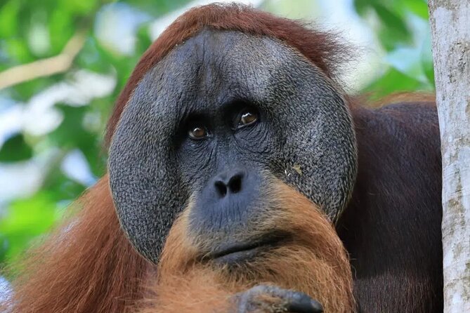 2 Days 1 Night in THE JUNGLE Mount Leuser ( See ORANGUTAN)
