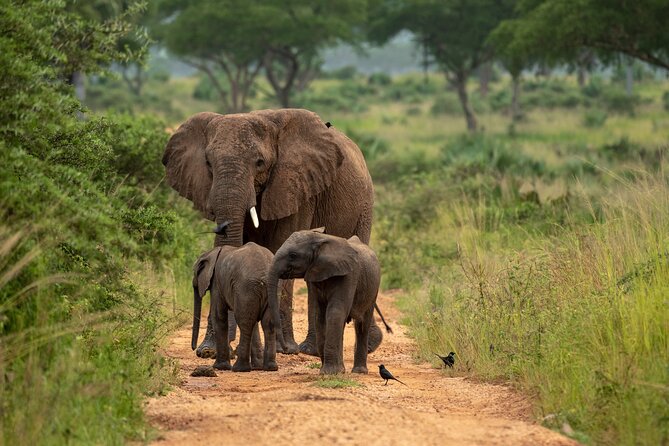2 Days Budget Safari to Murchison Falls National Park