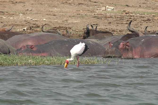 2 Days Murchison Falls Big 5 Savannah Wildlife Safari