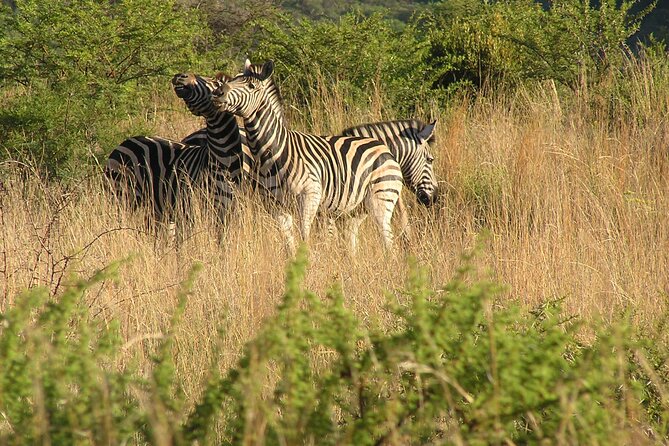 2-Days Pilanesberg Best Chance to View Big 5 With Private Extended Safari