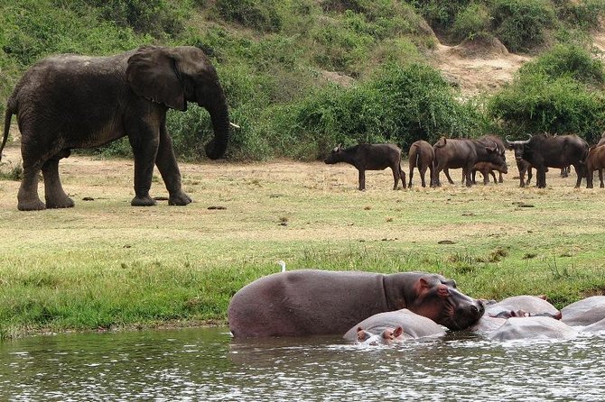 2 Days Safari to Queen Elizabeth National Park With Cruise