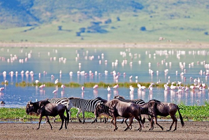 2 Days Tarangire & Ngorongoro Budget Safari Tour Tanzania