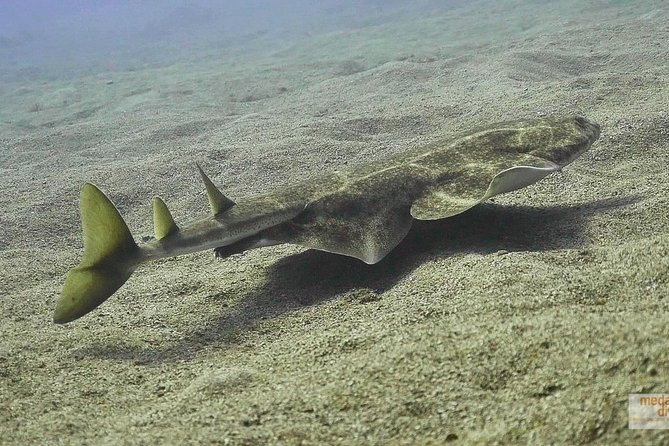 2 Dives, Certified Divers – Tenerife