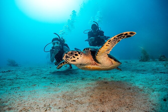 2 Dives for Certified Divers in Fujairah With Lunch & Transfer