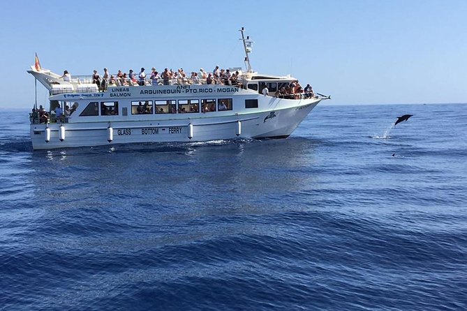 2-Hour Dolphin and Whale Watching in Gran Canaria - Product Overview