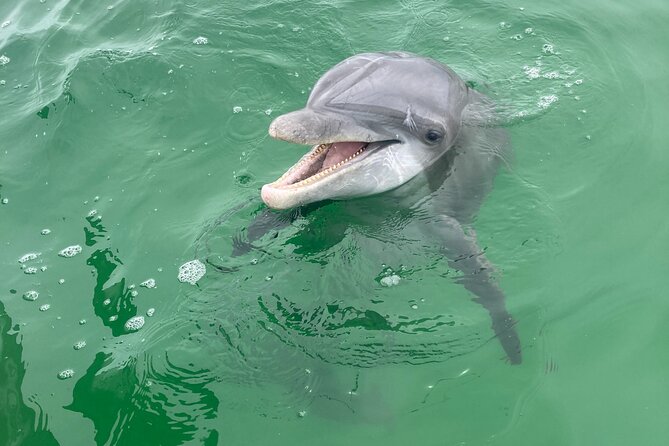 2 Hour Private Dolphin and Sightseeing Tour in Shell Island