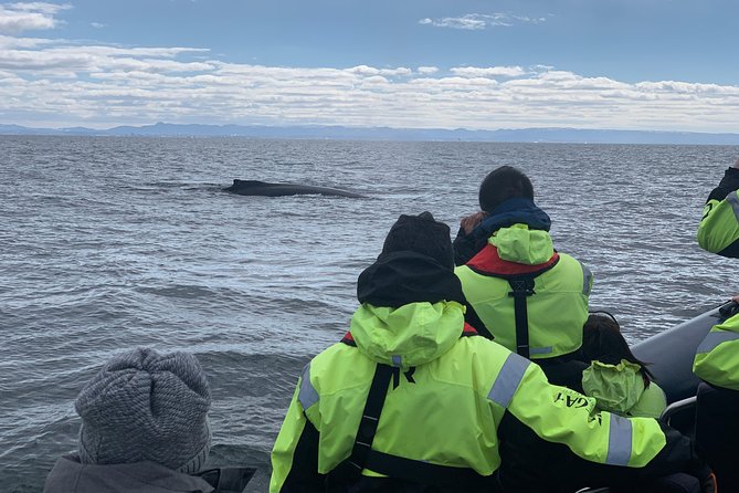 2-Hour RIB Boat Whale Watching Tour From Reykjavik
