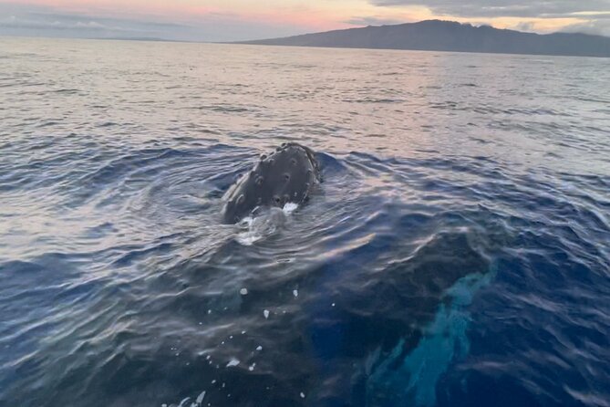 2 Hours 30 Minutes Whale Watch And/Or Scenic Tour
