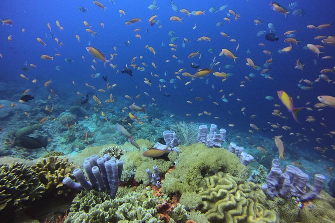 2 or 3 Dives in Nusa Lembongan and Penida, for Certified Diver (In Lembongan)