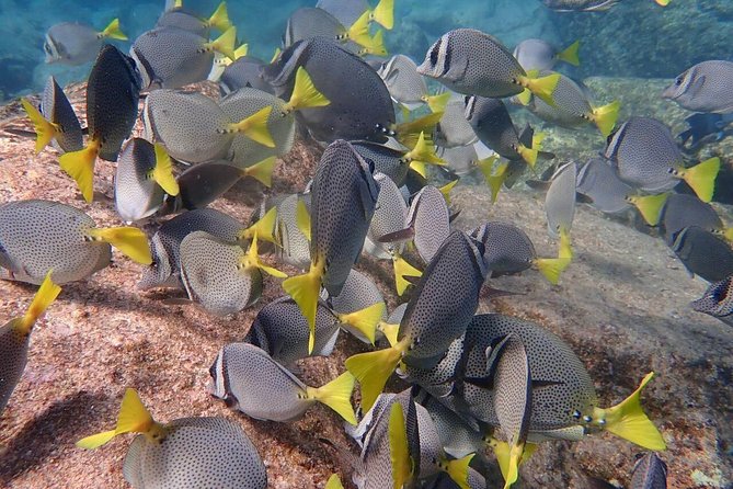 2 Tank Combo Cabo Reserve & Corridor, Certified Divers With MANTA - Overview and Experience