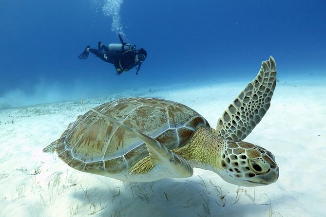 2-Tank Morning or Afternoon Dives in Playa Del Carmen Certified Divers Only - Overview of the Dive Experience
