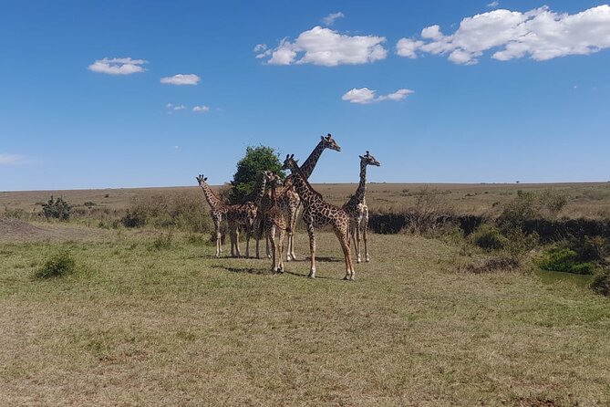 3-Day Amboseli Safari From Nairobi