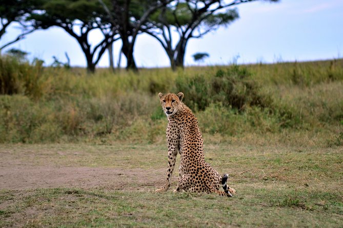 3-Day Masai Mara Safari Tour to See the Big Five and Wildebeest Migration