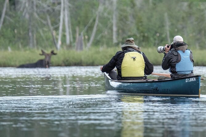 3 Day Moose Viewing Safari With Camping