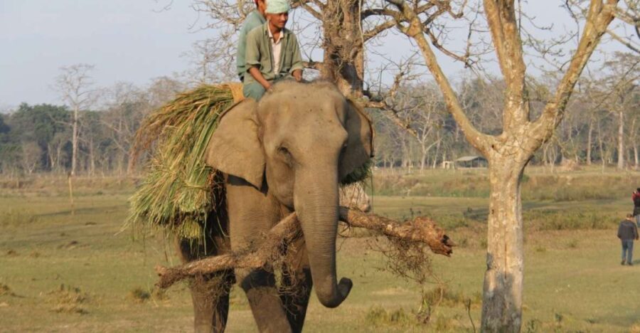 3 Day Nepal Chitwan Jungle Safari Tour From Kathmandu - Tour Overview and Pricing