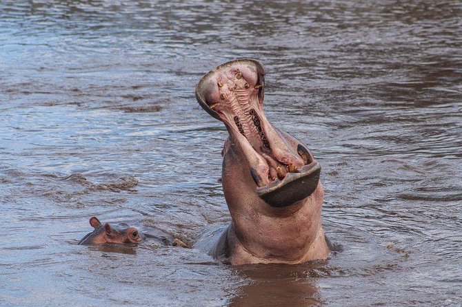 3 Day Safari From Arusha: Serengeti and Ngorongoro