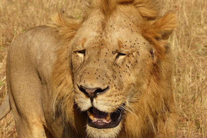 3 Day - Tarangire, Ngorongoro Crater Lake Manyara- Mid - Range