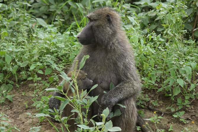 3-Day Tsavo East and Tsavo West Safari