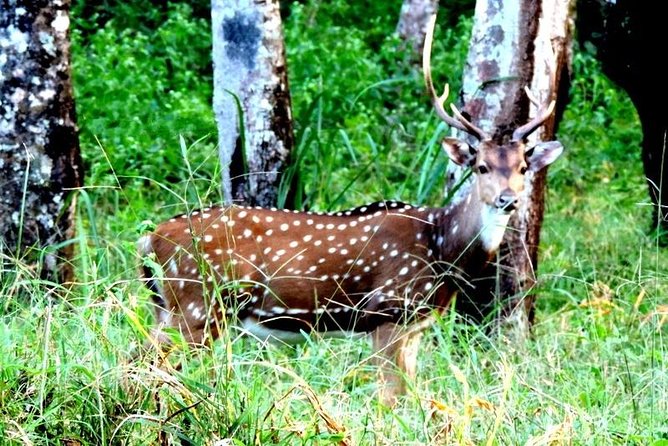 3-Day Wayanad Tour From Bangalore