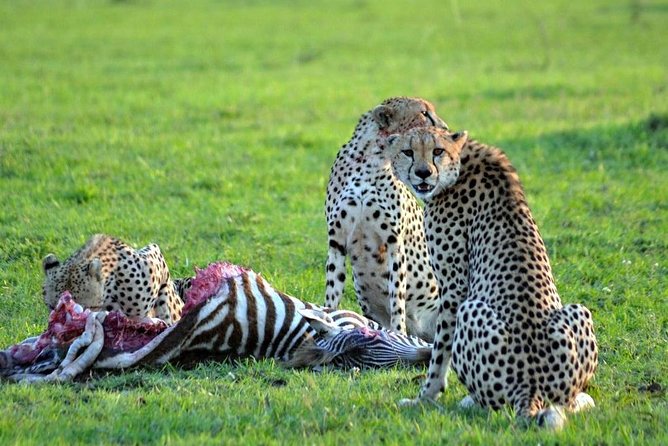 3 Days, 2 Night Amboseli Safari - Safari Overview