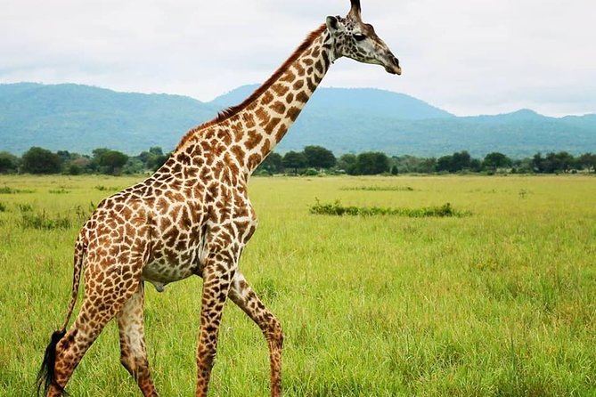 3 Days 2 Nights Adventures At Mikumi National Park