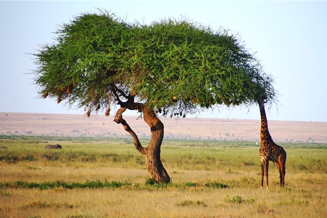 3 Days, 2 Nights Safari – Amboseli National Park and Tsavo West Adventure Safari