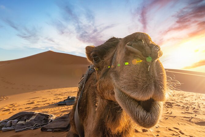 3 Days Desert Tour From Fes to Marrakech via Merzouga