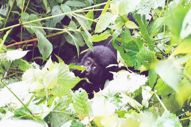 3 Days Gorilla Trekking Safari