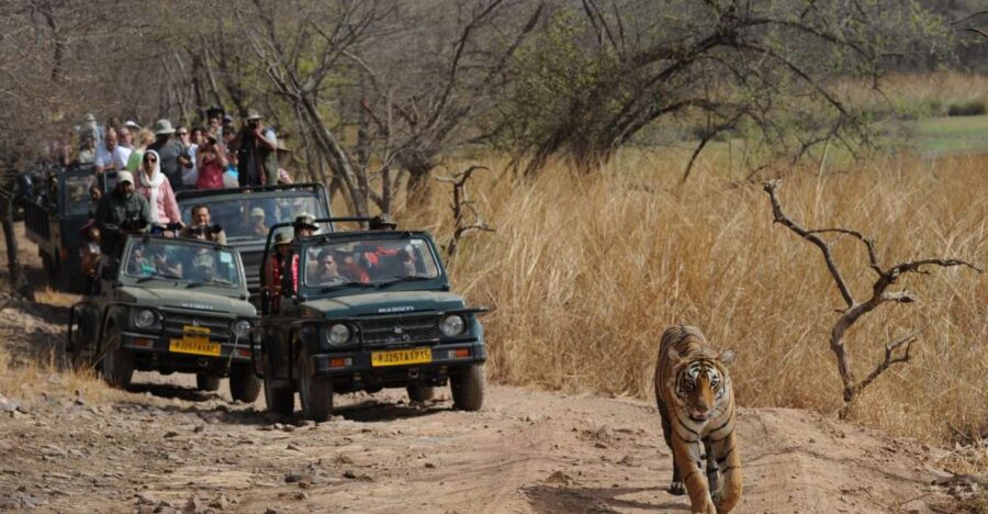 3 Days Jaipur Tour With Ranthambore National Park