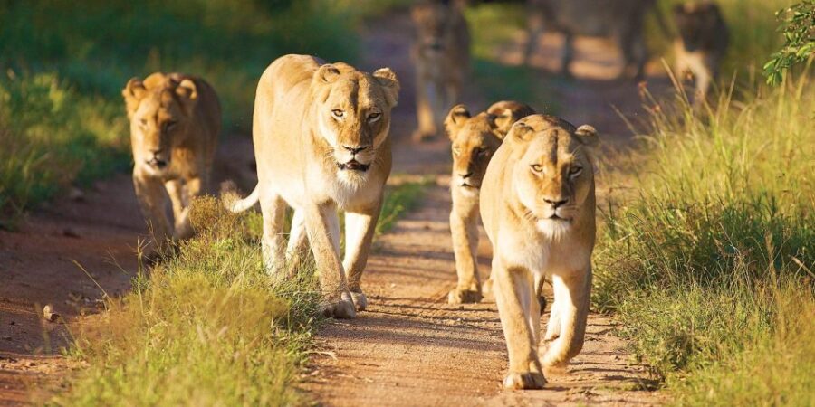 3 Days Kruger Safari From Johannesburg