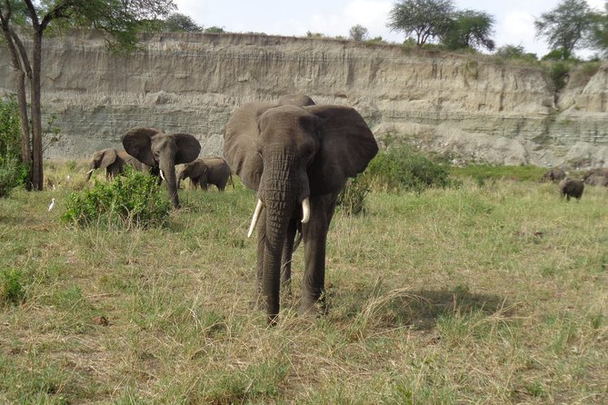 3 Days Lake Manyara, Ngorogoro Crater, Tarangire National Park
