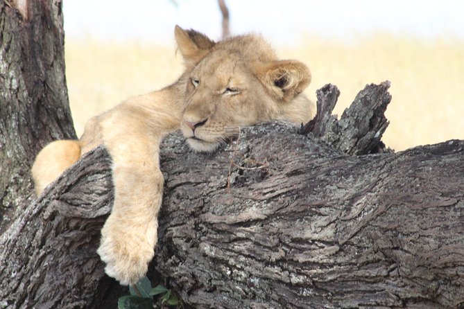 3 Days Luxury Safari