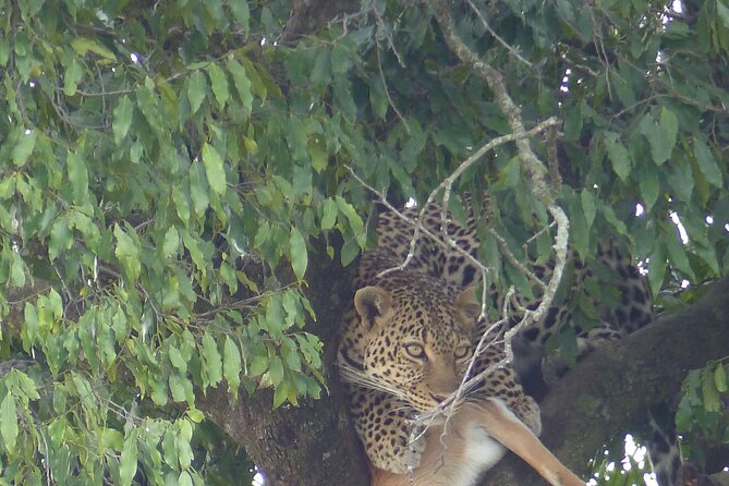 3 Days Magical Maasai Mara Private Tour