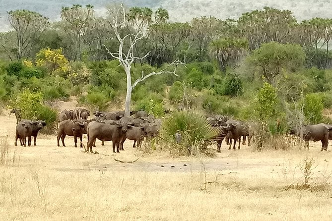 3 Days Safari to Nyerere National Park (Selous Game Reserve)