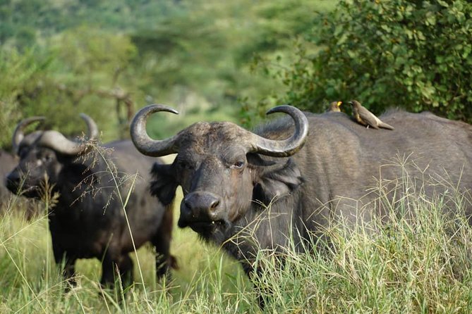 3 – Days Tanzania Wildlife Safari