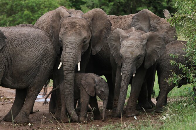3 Days Tour Masai Mara Safari From Nairobi