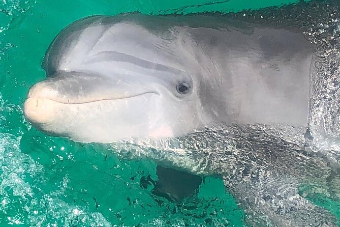 3 Hour Dolphin Tour and Snorkeling in Shell Island