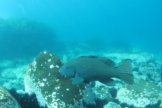 2 Best Snorkeling Experiences In Batemans Bay