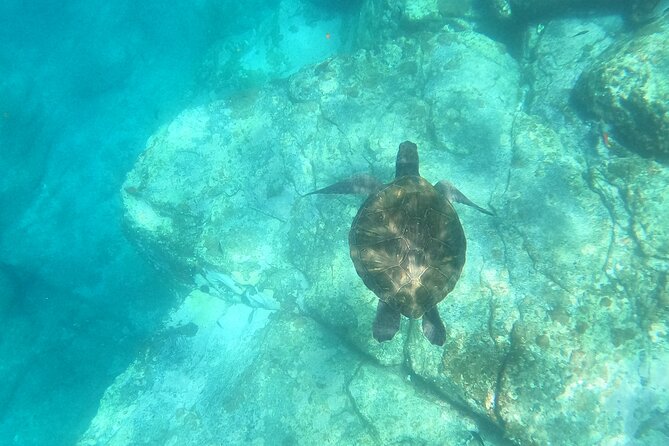 3 Hour Kayak and Snorkeling Experience in Tenerife