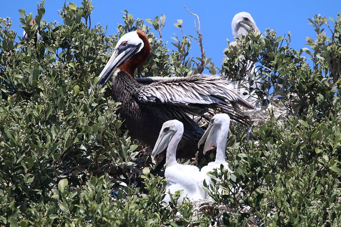 3-Hour St Pete Private Water Adventure Tour for 6 Guests - Tour Overview