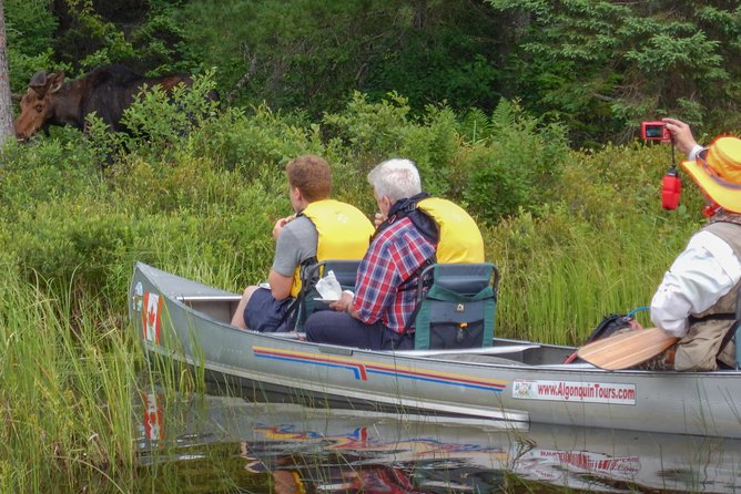 2 Best 3 Hour Tours and Experiences in Algonquin Provincial Park