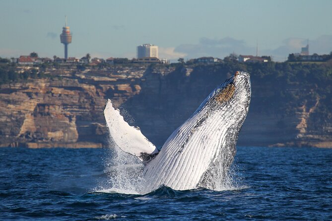 3 Hr Whale Watching Discovery Cruise in Sydney