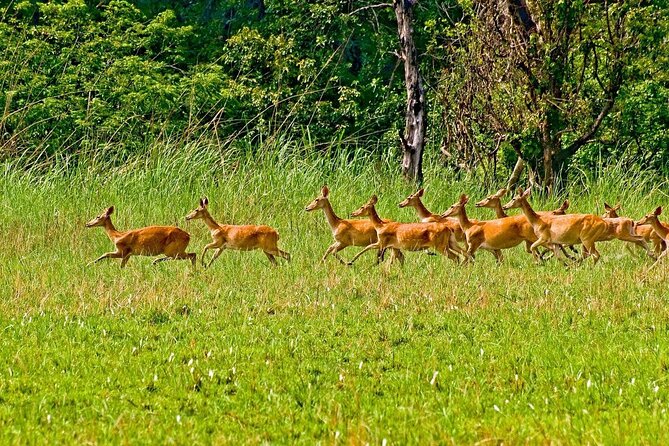 3 Nights 4 Days Chitwan National Park With Tower Night Stay - Itinerary and Activities