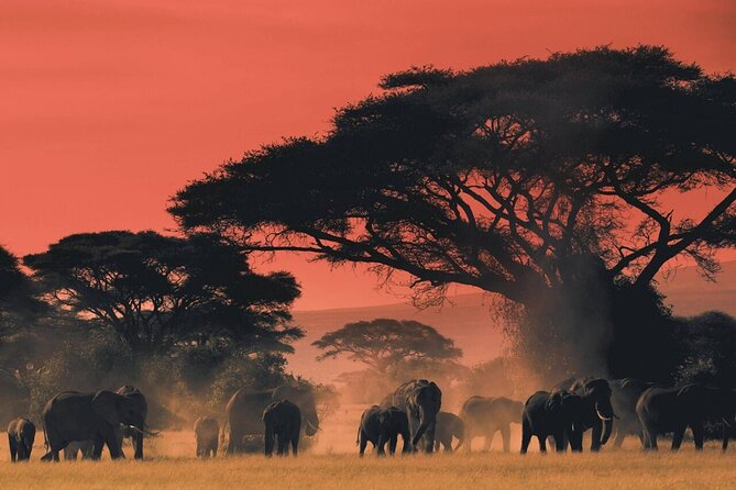 4-Day Budget Tarangire, Serengeti, Ngorongoro Safari Guided Tour - Inclusions